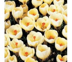 Crocus chrysanthus- Romance