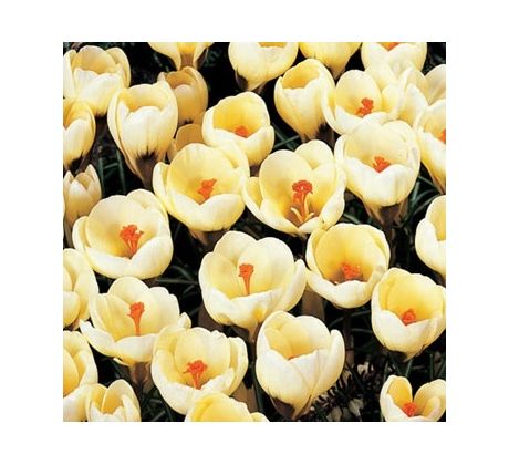 Crocus chrysanthus- Romance