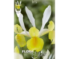 Iris hollandica - Montecito