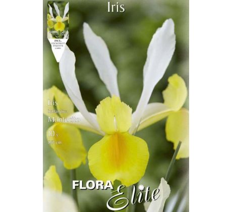 Iris hollandica - Montecito