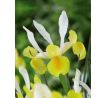 Iris hollandica - Montecito