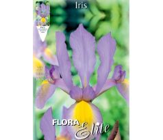 Iris hollandica - Rosario