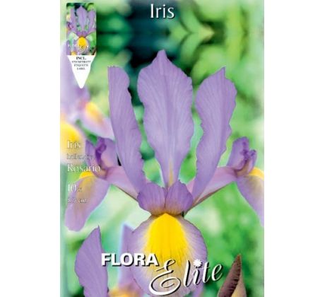 Iris hollandica - Rosario