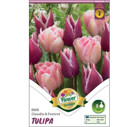 Tulipa Duo Claudia & Foxtrot / 8ks v balení