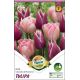 Tulipa Duo Claudia & Foxtrot / 6ks v balení