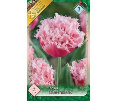 Tulipa - Queensland/6ks v balení