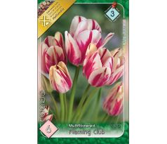 Tulipa - Flaming Club