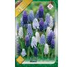 Muscari mixed