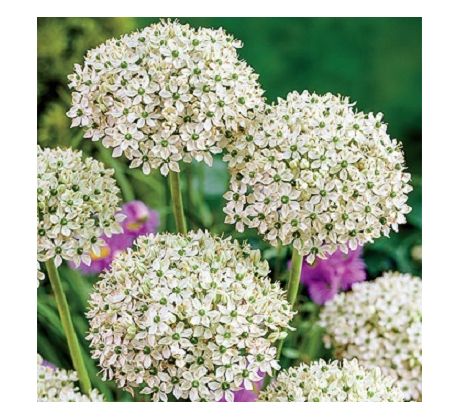 Allium nigrum/5 ks v balení