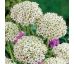 Allium nigrum/5 ks v balení