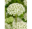 Allium nigrum/5 ks v balení