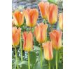 Tulipa - Apricot Emperor