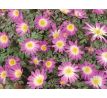 Anemone blanda - Pink Star