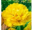 Tulipa - Yellow Pomponette