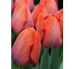 Tulipa - Orange van Eijk