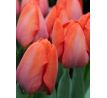Tulipa - Orange van Eijk