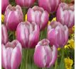 Tulipa - Jumbo Beauty