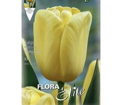 Tulipa - Muscadet