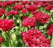 Tulipa - Qatar