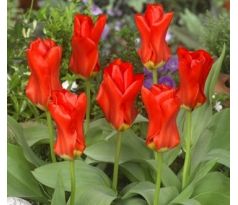 Tulipa - Madame Lefeber