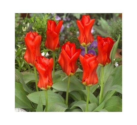 Tulipa - Madame Lefeber