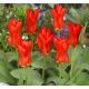 Tulipa - Madame Lefeber / 10ks v balení