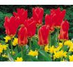 Tulipa - Madame Lefeber