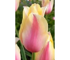 Tulipa - Blushing Lady