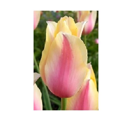 Tulipa - Blushing Lady