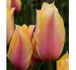 Tulipa - Blushing Lady