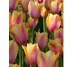 Tulipa - Blushing Lady