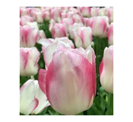 Tulipa - Blushing Girl