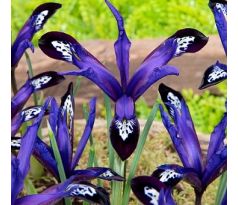Iris reticulata - Blue Note