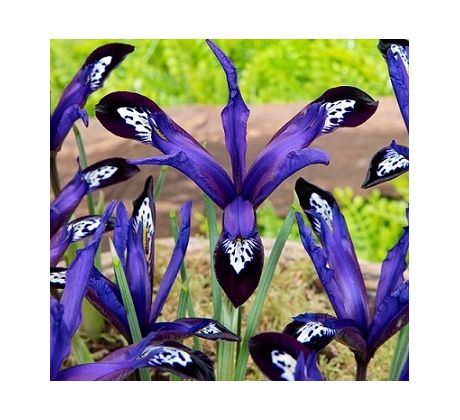 Iris reticulata - Blue Note