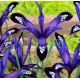 Iris reticulata - Blue Note