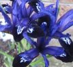 Iris reticulata - Blue Note