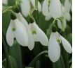 Galanthus Mount Everest