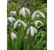 Galanthus Mount Everest