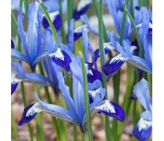 Iris reticulata - Clairette
