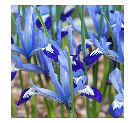 Iris reticulata - Clairette
