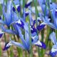 Iris reticulata - Clairette