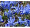 Iris reticulata - Clairette