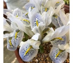 Iris reticulata - Polar Ice
