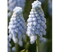 Muscari - Valerie Finnes