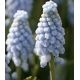 Muscari - Valerie Finnes
