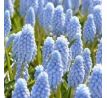 Muscari - Valerie Finnes