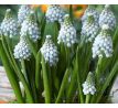 Muscari Aucheri Ocean Magic