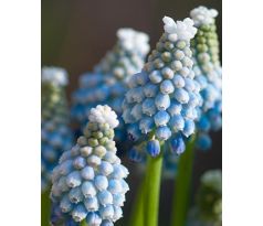 Muscari Aucheri Ocean Magic