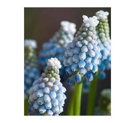 Muscari Aucheri Ocean Magic