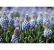 Muscari Aucheri Ocean Magic